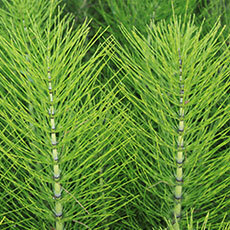Horsetail Guide