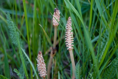 a horsetail spore stalk