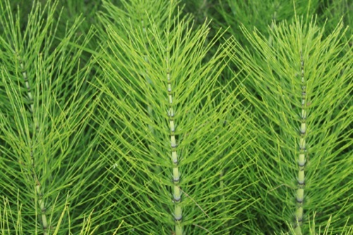 horsetail stalks in the wild