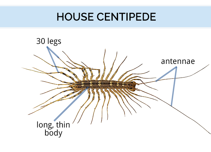 house millipede bite