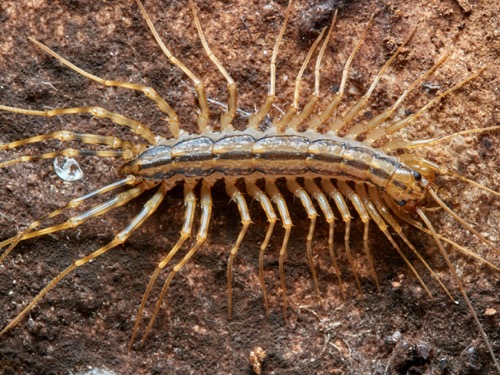 house centipede look