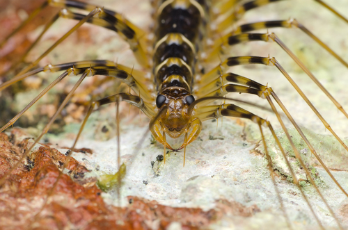 house centipede look pest