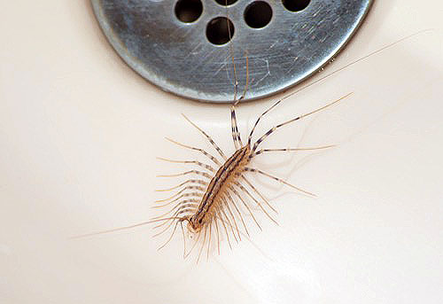 house centipede sink drain