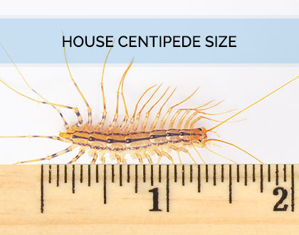 house centipede ruler size