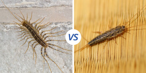 House Centipede Identification Guide