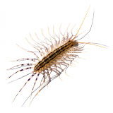 House Centipedes Control Guide
