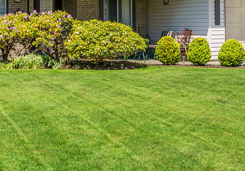 house with green lawn and shrubs