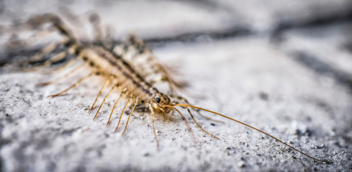 house centipede pest treat