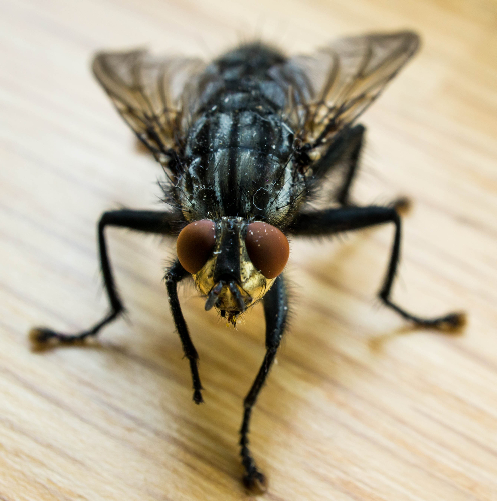 Fly Identification Types Of Flies House Fly Anatomy Life Cycle