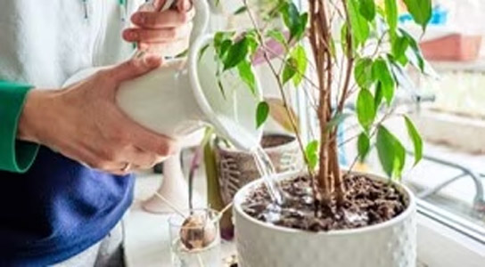 Article: How to Care for Indoor Houseplants