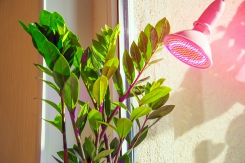 A photo of two houseplants on a windowsill in winter