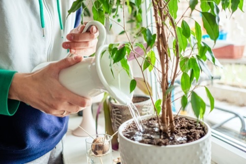 A photo of a person's hands watering a houseplant with a small pitcher