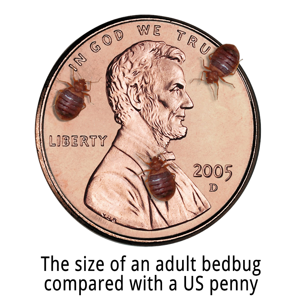 bed bugs pictures actual size