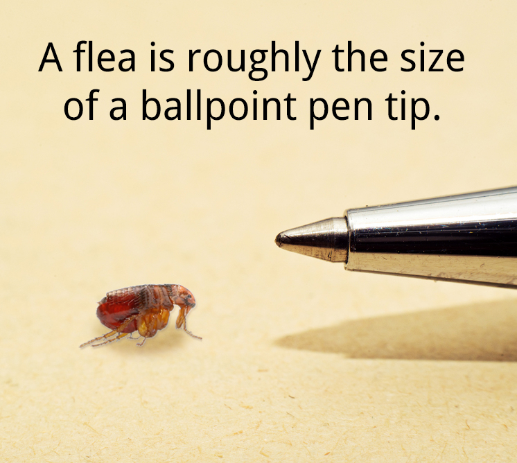 Graphic comparing the size of a flea to the tip of a ballpoint pen