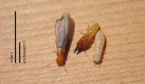 how big are termites termite size comparison