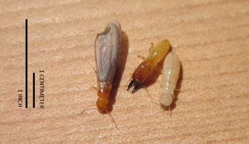 Termite Identification Chart