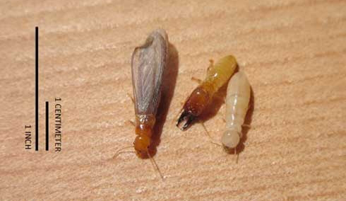 Image showing the various sizes of drywood termites during different life cycle stages