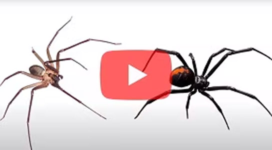 Video: How to Get Rid of Spiders Indoors