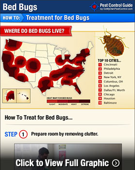 Bed Bug Infestation Treatment