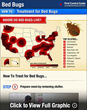 How To Get Rid Of Bed Bugs Diy Bed Bug Treatment Domyown Com