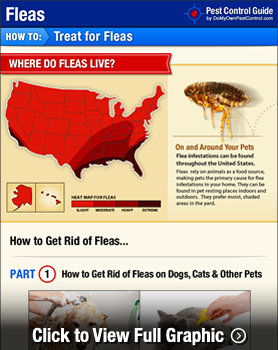 How To Get Rid Of Fleas Diy Flea Treatment Guide