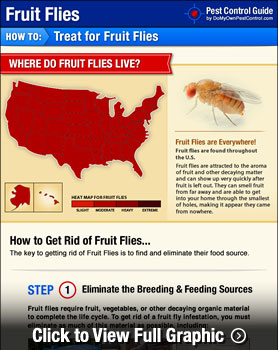 How to Get Rid of a Fruit Fly Infestation in Your Apartment