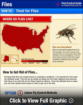 How to get rid of house flies: 4 ways