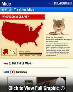 20+ Ways to Get Rid of Mice, Homemade Pesticides
