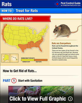 How to get rid of Rats ! Effective methods in 2023 for Getting Rid of Rats  — Rapid Rodent Removal