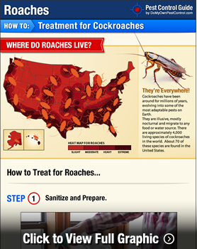 roaches cockroaches roach