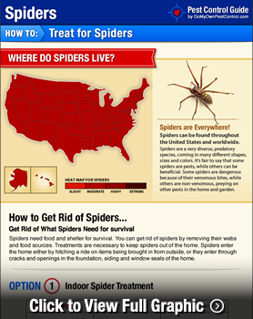 How To Get Rid Of Spiders Diy Spider Control Inside Outside