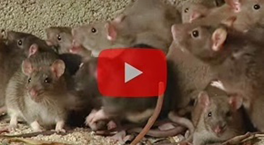 Video: How to Get Rid of Rats