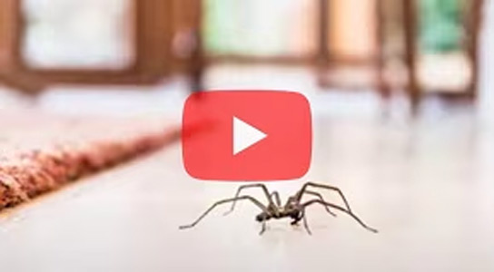 Video: How to Get Rid of Spiders in the House