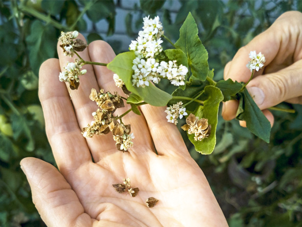 Image of person inspecting flowers