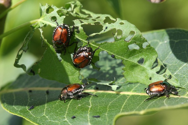 several Japanese beetles eating holes in a leaf