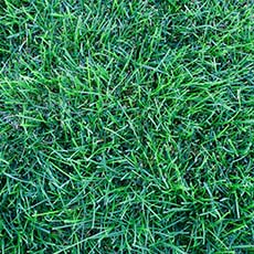 How to Care for Kentucky Bluegrass Guide