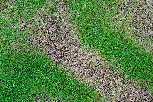 Protecting Your Lawn: Understanding Fungicides for St Augustine Grass