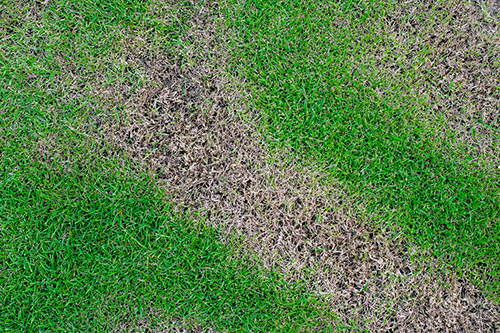 why-you-should-use-fungicides-in-your-yard-treating-lawn-disease