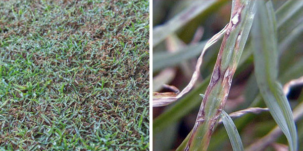 Image montage of leaf spot