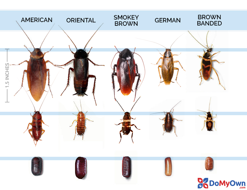 Roach Size Chart