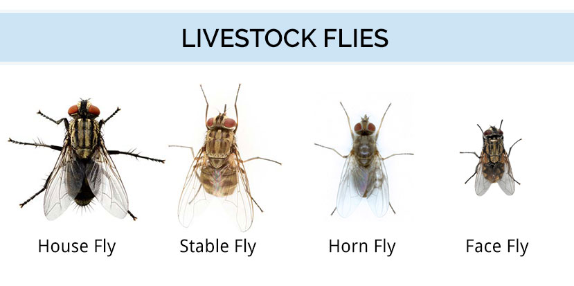 9 Treatment Options for Livestock Flies