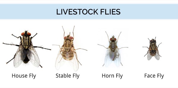 livestock flies common types in US