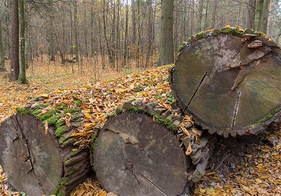 Image showing logs where millipedes sometimes live