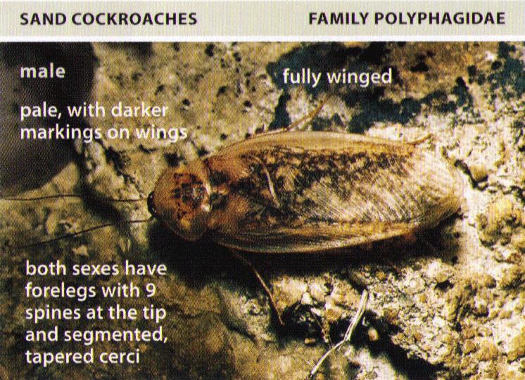 All About Roaches Cockroach Facts, Types of Roaches, Top Roach