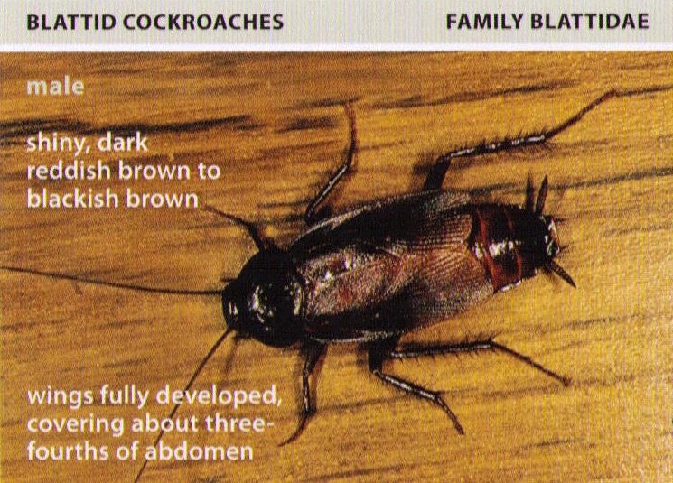 do cockroaches travel in packs