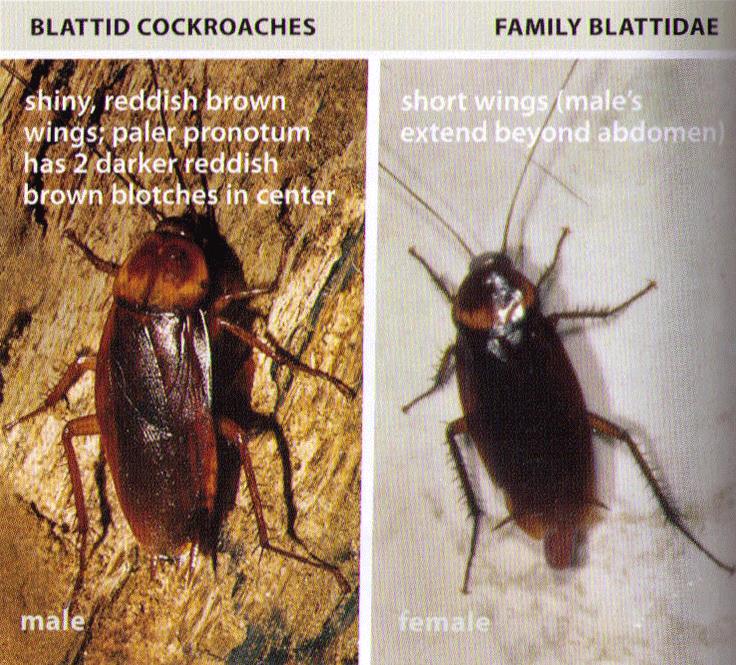 do all cockroaches travel in groups