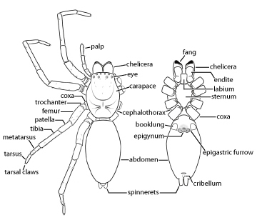 Spider Anatomy Chart