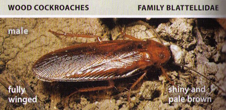 do cockroaches travel in packs