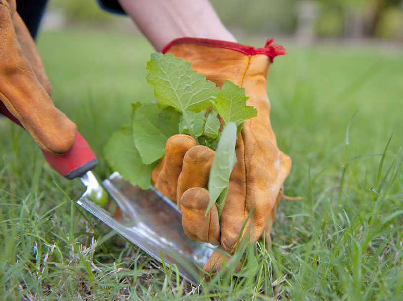 Image of a person pulling weeds out of the lawn