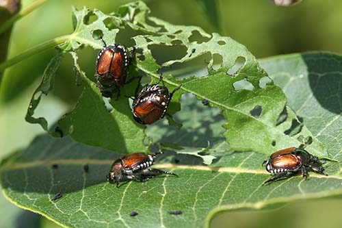 Image of japanese beetles on a leaf